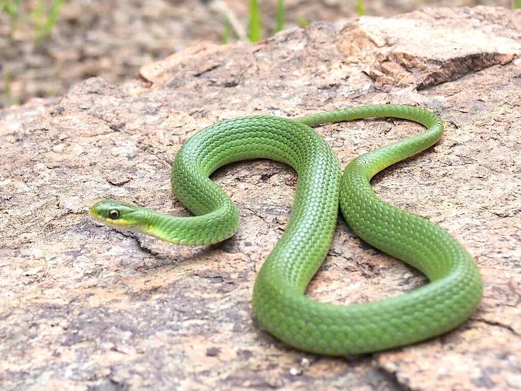 Grass snake. Зеленый полоз. Зеленый килебрюхий уж. Уж Сибирский. Полоз змея неядовитая зеленая.