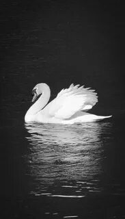 Черно белая птица на воде