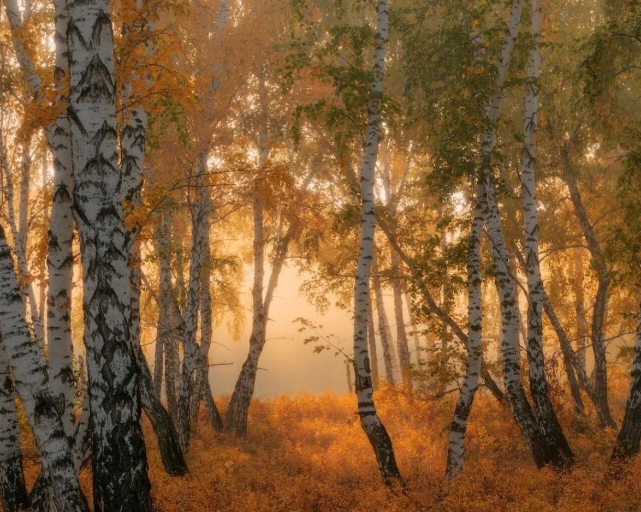 Я брожу в березовом перелеске. Осенняя береза. Русская природа. Осень березы. Березовая роща осенью.