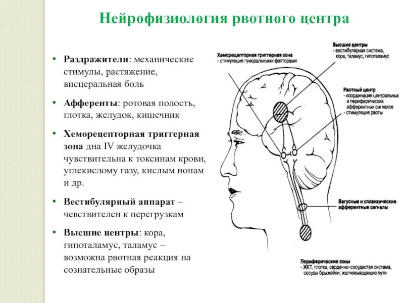 Рвотный центр мозга. Рвотный центр располагается. Триггерная зона рвотного центра. Центр рвотного рефлекса.