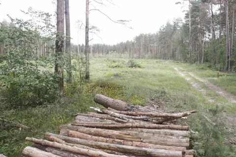 Арендаторы лесных участков