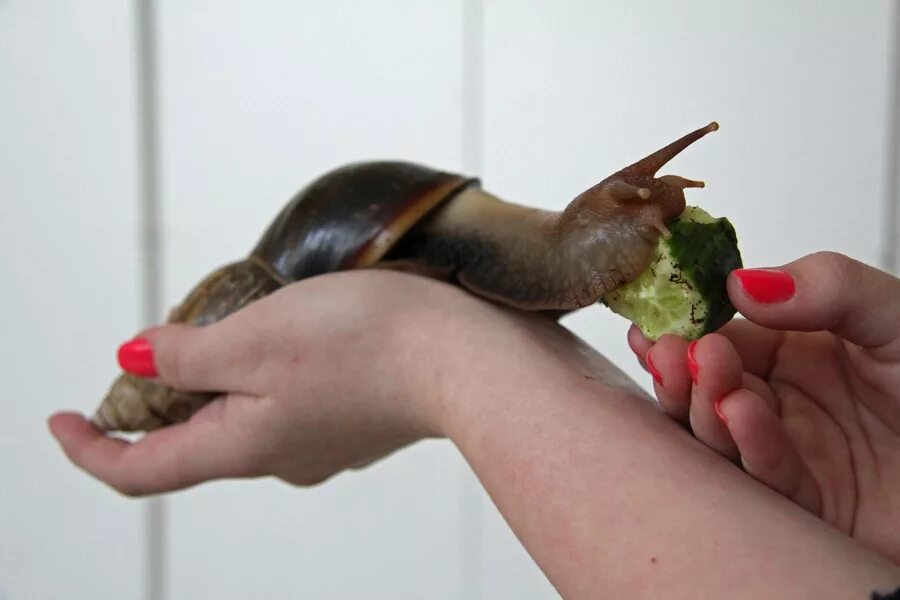 африканская улитка ахатина. размер улиток. улитка афалина. африканские улитки ахатины. большая улитка ахатина.