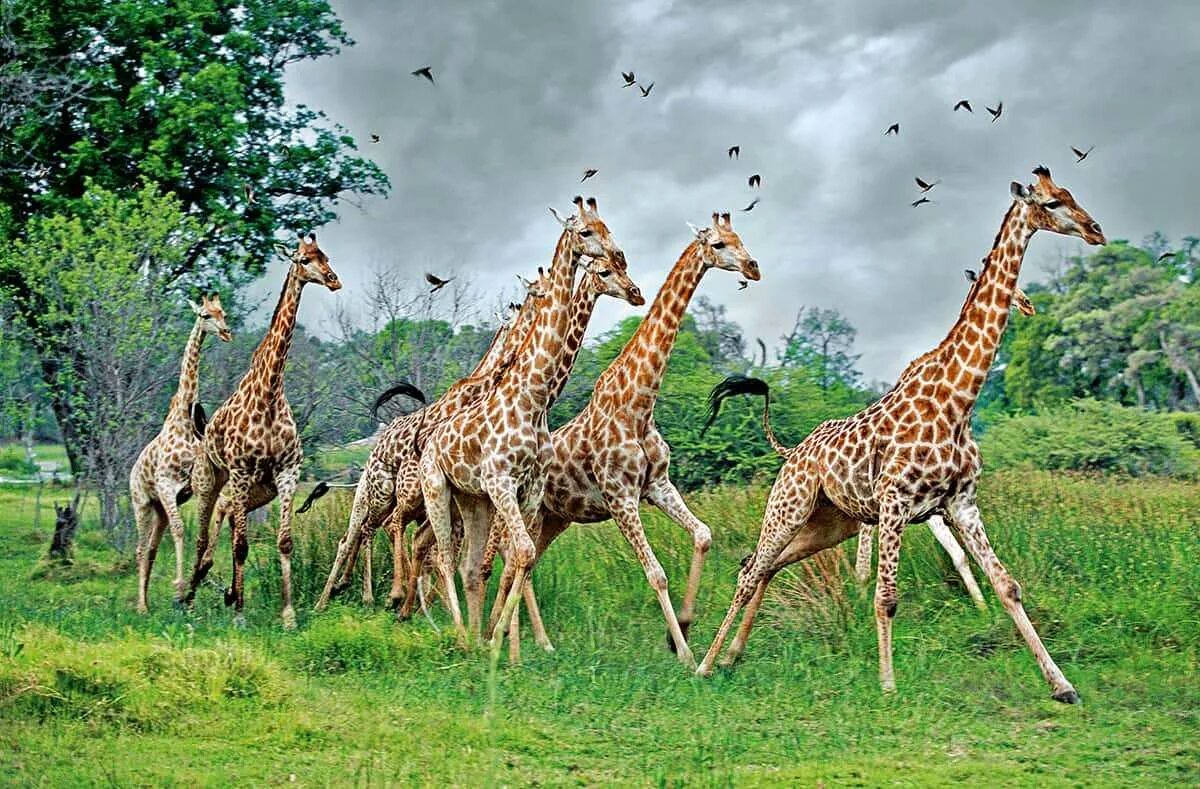 Жираф среда обитания. Родезийский Жираф. Стадо Жирафов. Жираф фото. Жираф бежит.