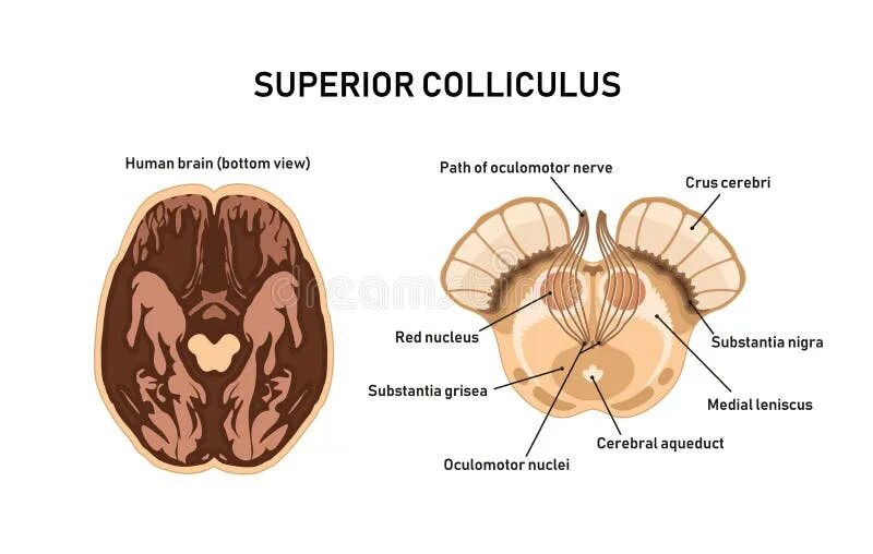Colliculus superior. Colliculus superior анатомия. midbrain anatomy. colliculus superior перевод.