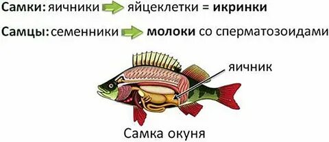 Половая система костные