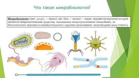 Какая наука изучает микроорганизмы