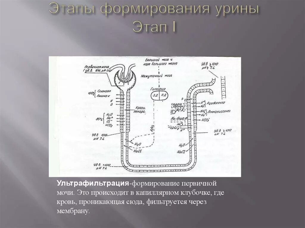 Нефрон ультрафильтрация. Схема процесса мочеобразования. Регуляция процесса мочеобразования. Процесс мочеобразования таблица. Формирование первичной мочи в капиллярном клубочке.