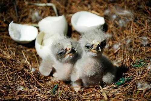 Маленькие комочки: 30 симпатичных животных, которые помещаются на ладони
