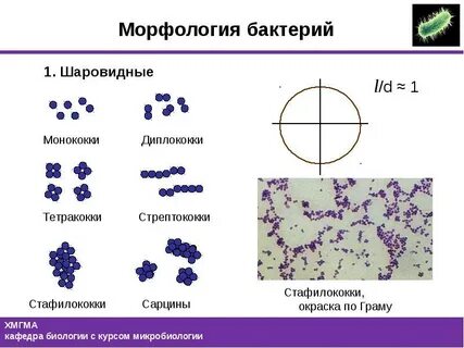 Форма стафилококков