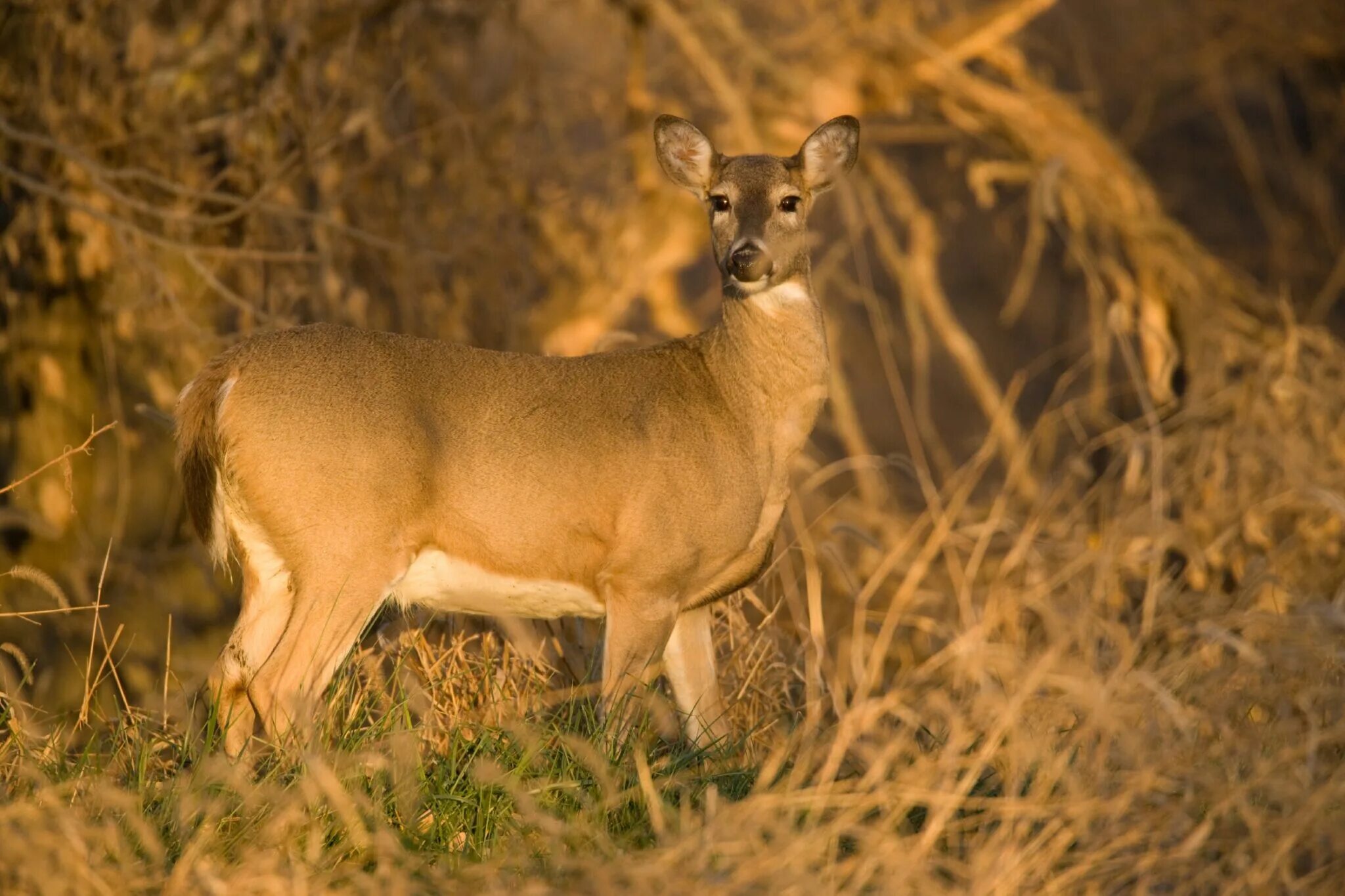 White tailed Deer. Information about Deer. Deer fact. Ferociously Steph. Deer marie