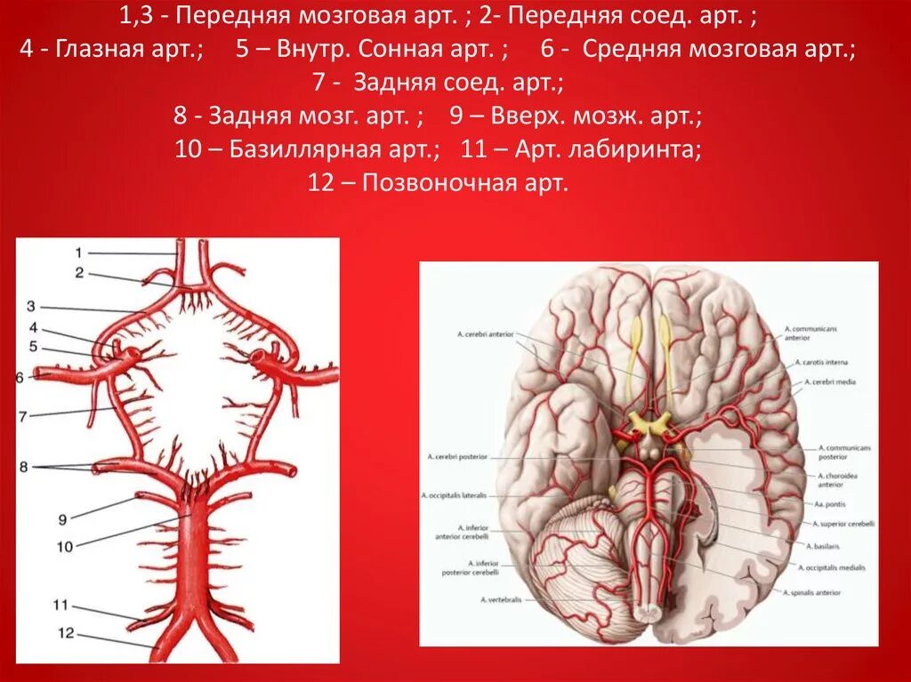 Задняя мозговая артерия анатомия. Средняя мозговая артерия ветви кровоснабжение. Кровоснабжение средней мозговой артерии головного мозга. Внутренняя Сонная артерия кровоснабжение головного мозга.