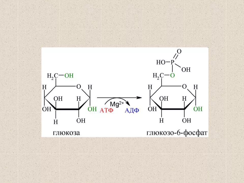 Атф глюкоза адф. Фермент гексокиназа катализирует реакцию. Глюкоза+АТФ глюкозо 6 фосфат фермент. Глюкокиназа и гексокиназа. Фосфорилирование гликолиза гексокиназы.