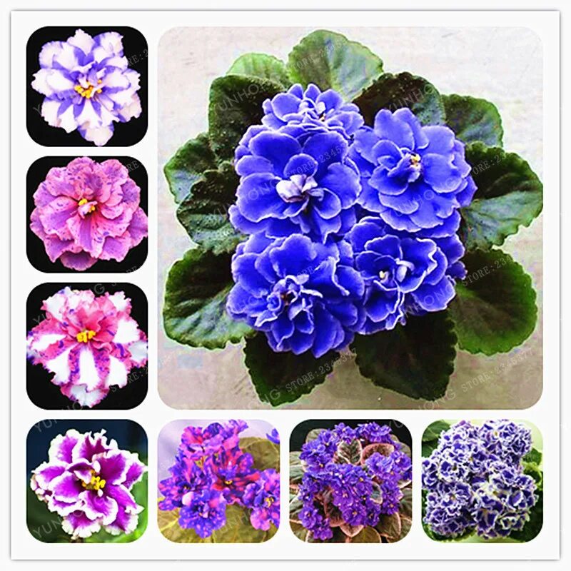 фиалка лиловый карильон. узамбарская фиалка. фиалка saintpaulia. несортовые фиалки. какого цвета будет фиалка.