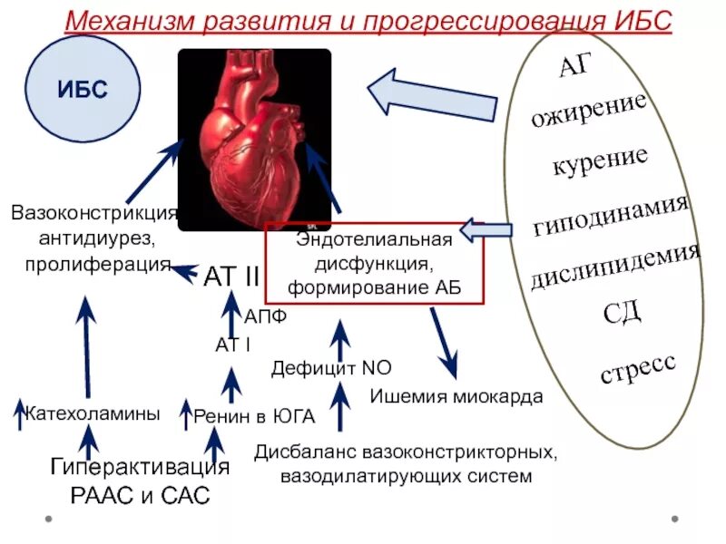 Схема РААС биохимия. ИБС механизм развития. Механизмы развития ишемии патофизиология. ИБС схема. Механизмы развития ишемии