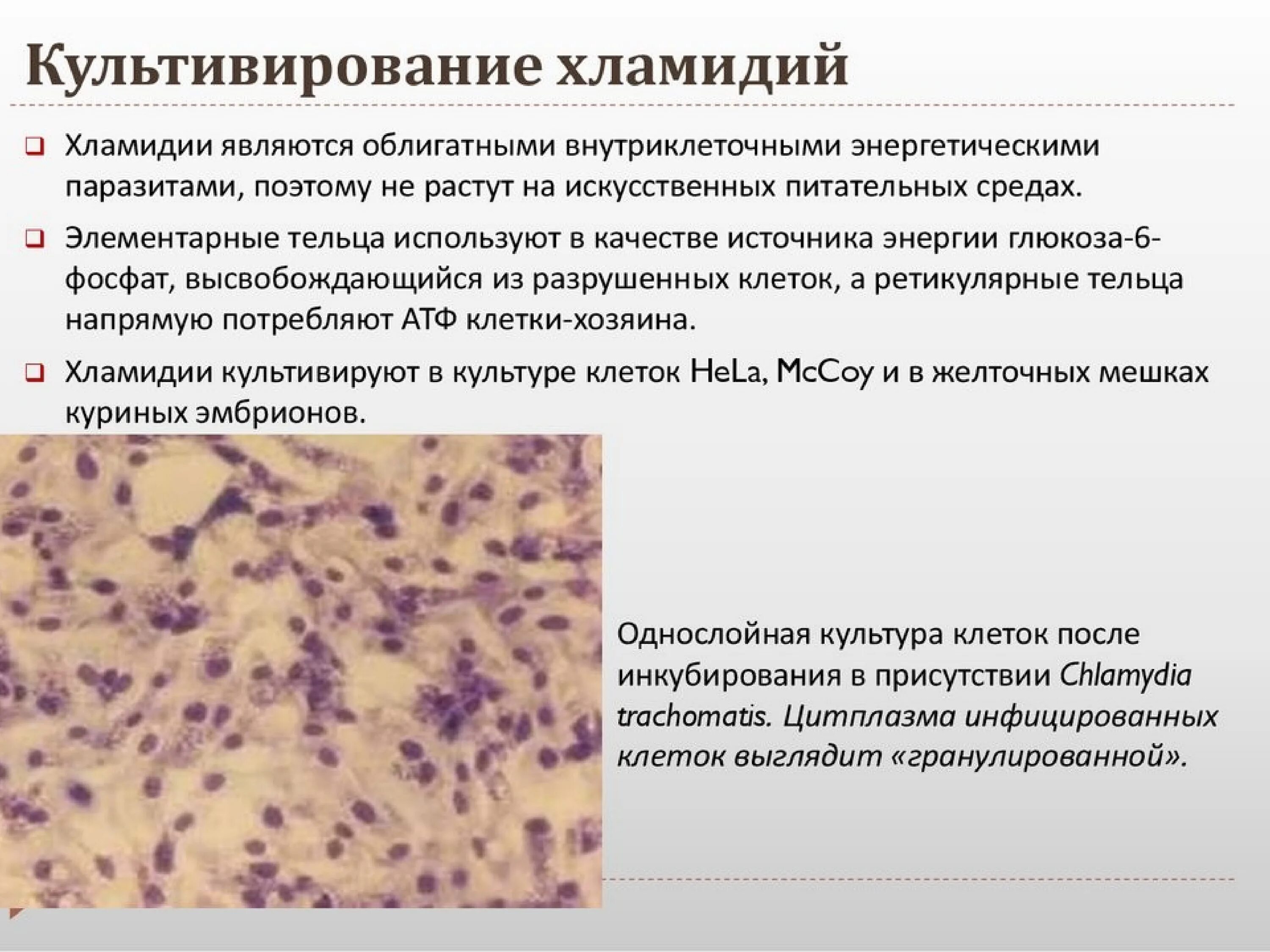 Хламидиоз возбудитель инфекции. Культуральные свойства хламидий микробиология. Риккетсии хламидии микоплазмы микробиология. Морфология риккетсий хламидий микоплазм. Микоплазмы микробиология морфология.