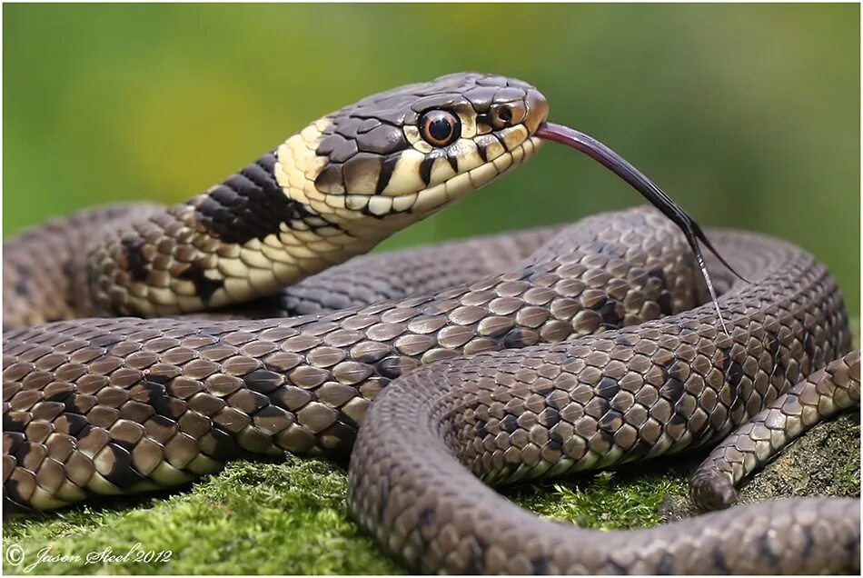 черный полоз змея. четырехполосый полоз. амурский полоз змея. полоз змея желтобрюхий. Amphiesma stolatum.