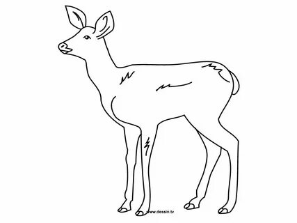 Как нарисовать косулю