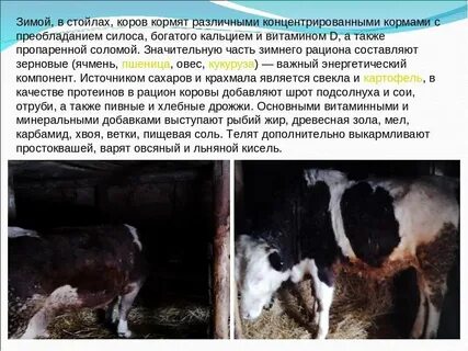 К чему снится кормить корову