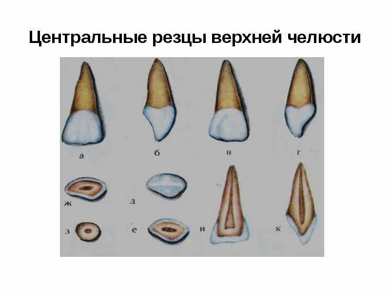 Строение резцов