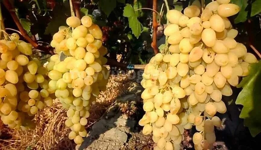 Купить саженцы Виноград плодовый Vitis vinifera Белая роза в Москве с доставкой 