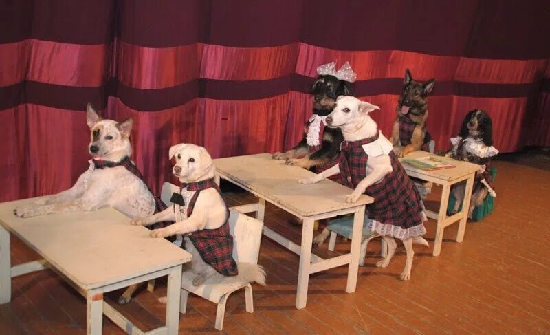 Школа для собак. Собачья школа. Собачки в цирке. Собака за партой. Учительница собак