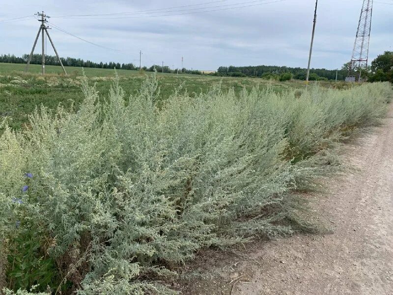 Заросшей полынью. Заросшей полынью. Полынь обыкновенная. Заросли полыни. Полынь луговая.