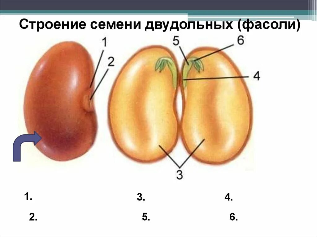 Семя внешнее и внутреннее строение семени. Микропиле у фасоли. микропиле семени фасоли. семя микропиле и рубчик. микропиле у растений фасоли.