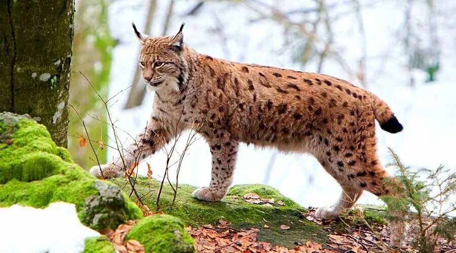 Рысь — Lynx Lynx. Рысь Кедровая Падь. Гималайская Рысь. Рысь в Ильменском заповеднике.