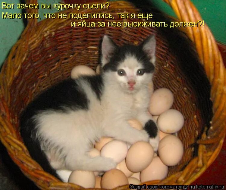 Кошке можно давать яйцо. Котёнок вылупился. Котоматрица яйцо. Кот высиживает яйца.