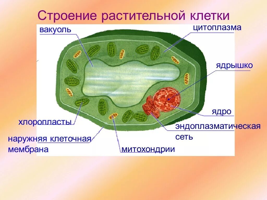 Строение растительной клетки 5 класс биология рисунок. Строение клетки 5 класс биология хлоропласт. Строение клетки растения 5 класс биология. Строение клетки 5 класс биология растительной клетки. Рисунок модели клетки