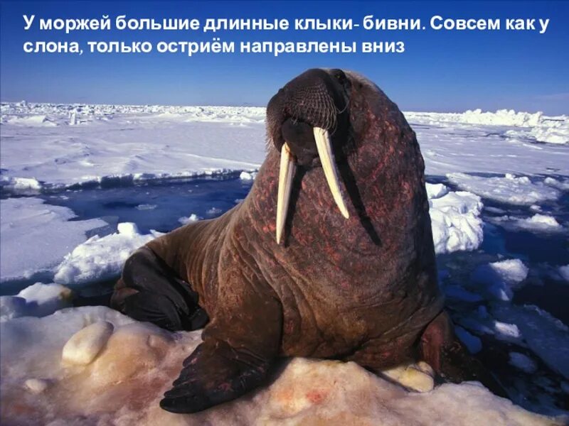 Индекс морж биржы. Клык моржа. праздник моржей у эскимосов.