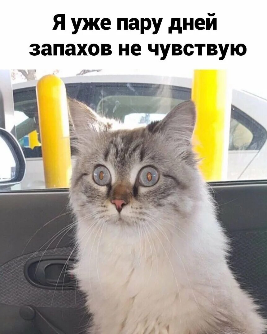 Ем и ничего не чувствую. Кот в панике. запах мем. не чувствую запахи. кот в панике мем.