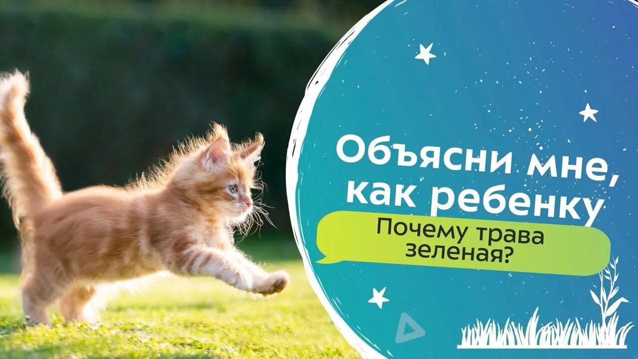 Шутки про жаб. Зачем ты зеленая. Зачем ты зеленая. Зеленый цвет в психологии. Почему трава зелёная для детей.