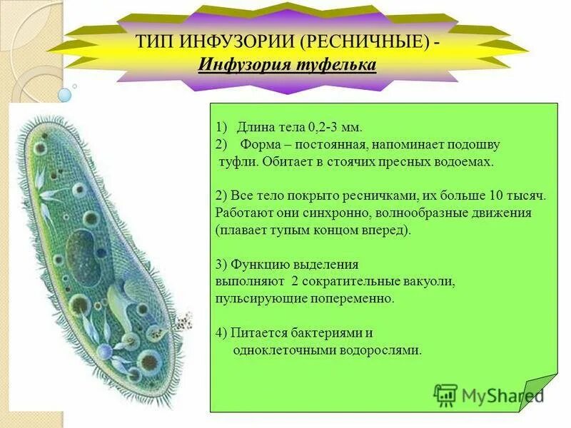 Какую функцию выполняет инфузория туфелька