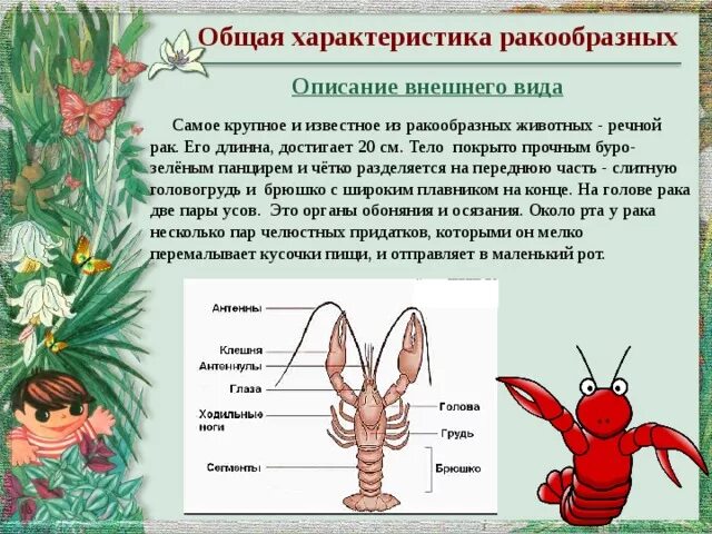 Общщая характеристикаракообразных. Общая характеристика ржанкообразных. Общая характеристика ракообразных. Ракообразные описание.