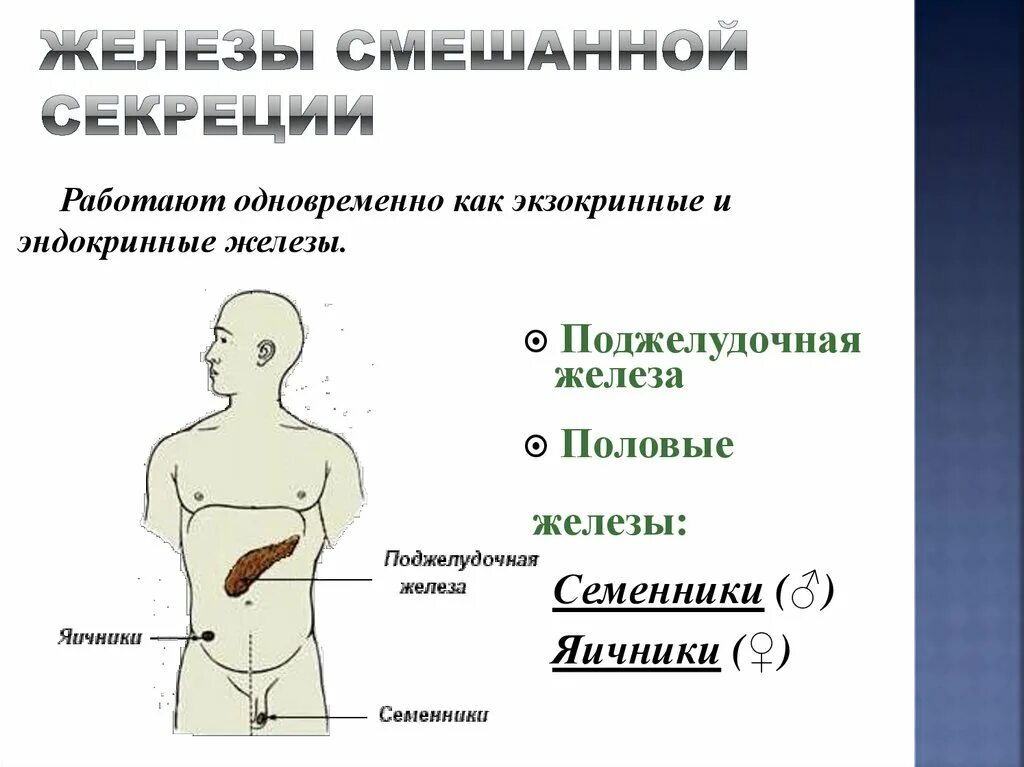 Назовите железы смешанной секреции. Половые железы эндокринная система. Смешанная секреция железы. Укажите железы смешанной секреции. Какие железы являются смешанной секреции