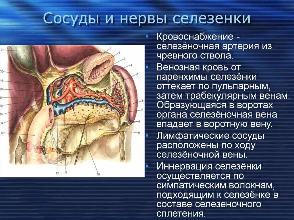 Селезенка кровоснабжение и иннервация. Селезеночная артерия топография. Селезенка анатомия топография. Селезёночная Вена топография.