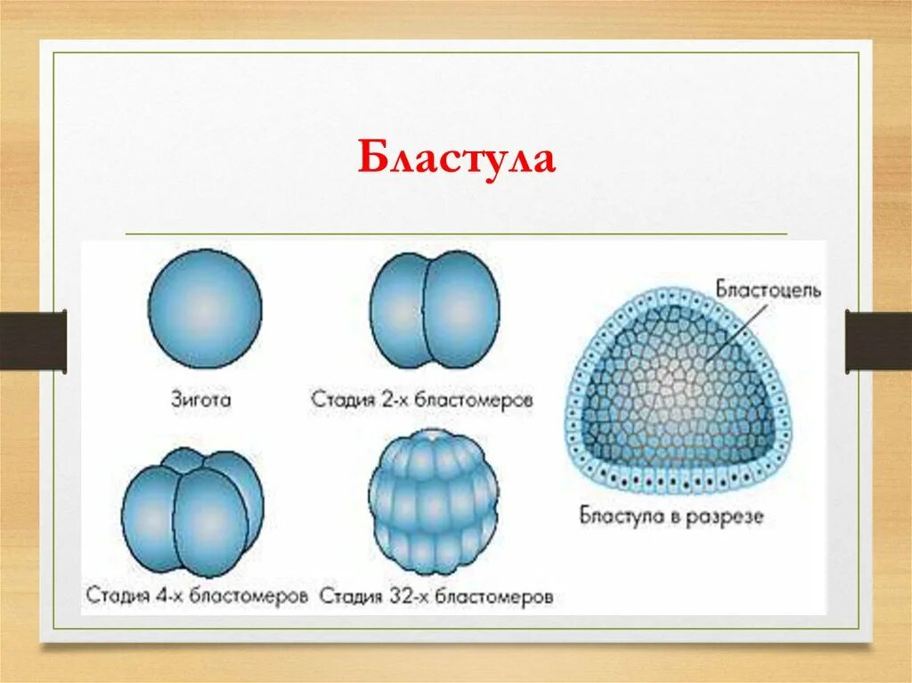 Бластула состоит из. Образование бластулы на стадии дробления. бластула рисунок биология. стадии образования бластулы. биология дробление картинки бластула.