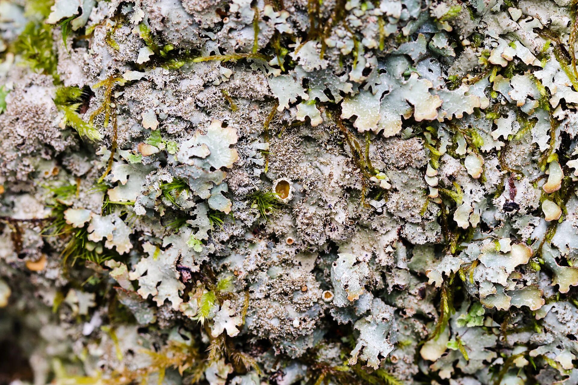 Оранжевый накипной лишайник. Наземные лишайники. Анаптихия лишайник. Накипные кустистые. Лишайники накипные листоватые.
