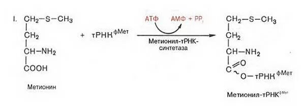 Мета трансляция. Метионин метионин ТРНК. Реакция образования метионил ТРНК. Метионин ацил ТРНК. Образование метионин ТРНК.