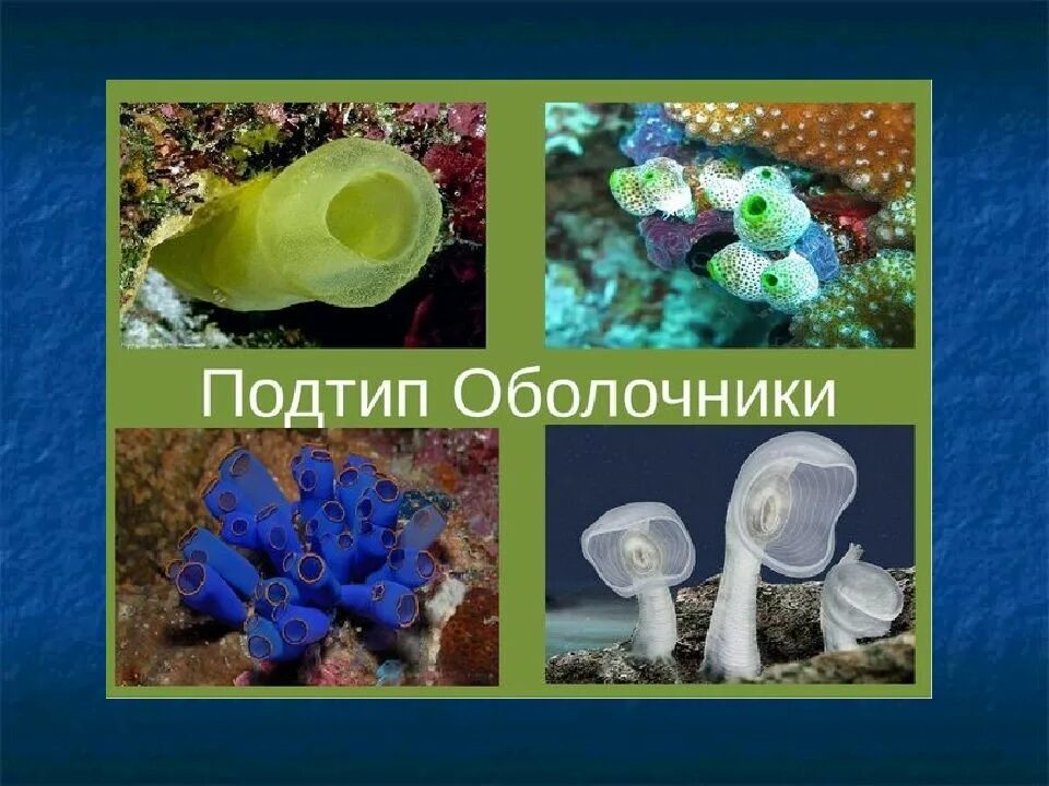 Образ жизни асцидии. Хордовые оболочники представители. тип хордовые подтип оболочники. личинчноц хордовые оьолочник. асцидии классификация.