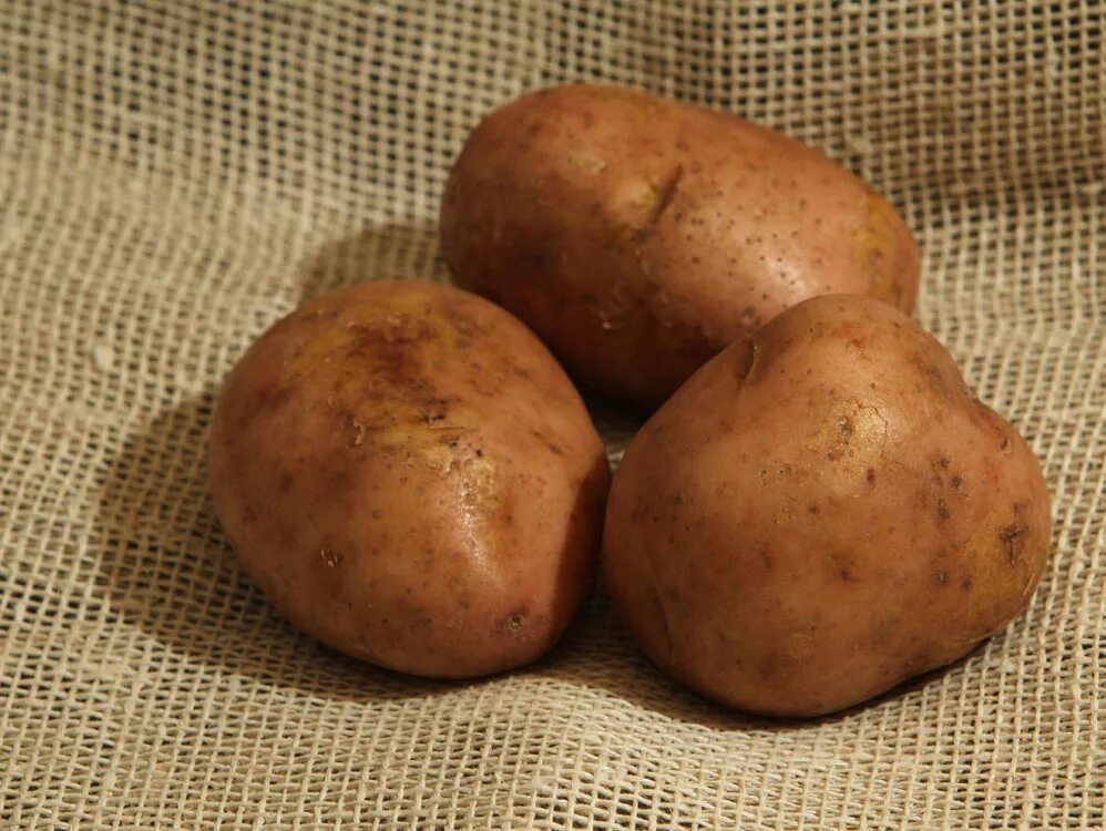 Картофель ласунок купить. Сорт картофеля Эльмундо. Сорт картошки ель ундо. Сорт картошки ель Мундо. Сорт картофеля Ласунок.