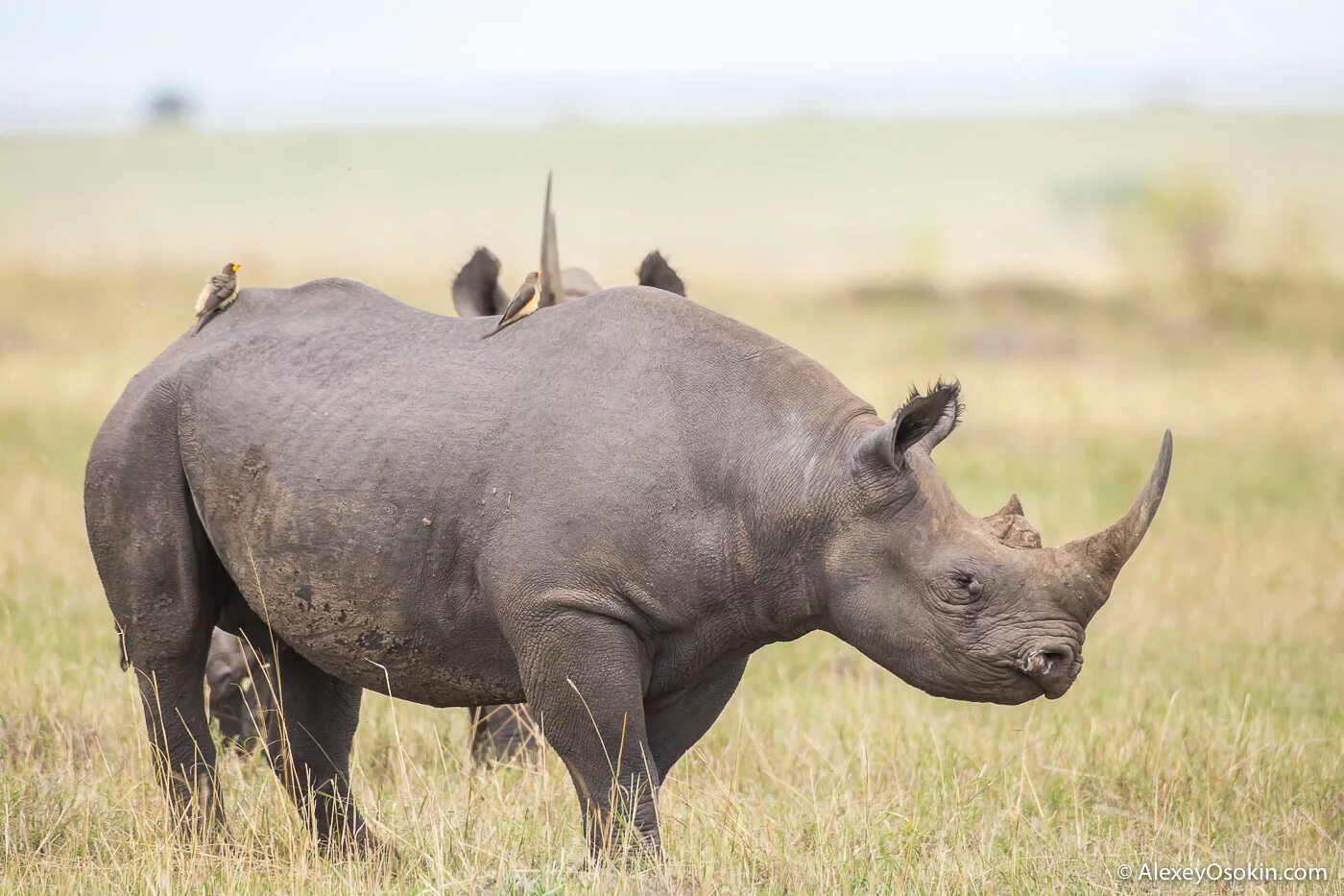 Носорог в Африке. Тарангире носорог. Самый большой носорог. Звери Африки.