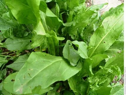 Мелстрой щавель ракушка