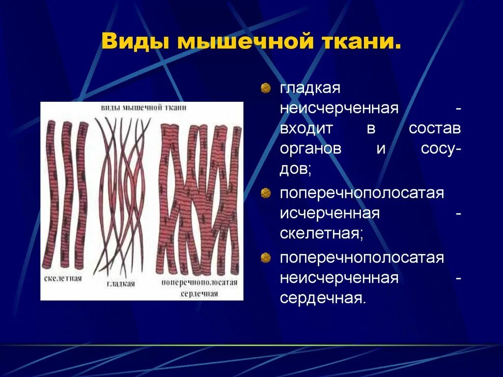 Мышечная ткань человека характеристика