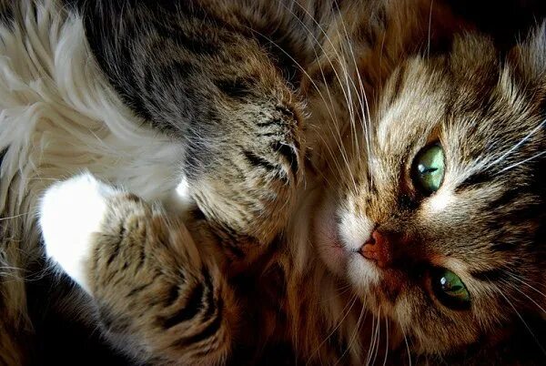 открытка выздоравливай. доброе утро любимый мужчина котик. доброе утро любимый котик. доброе утро любимый мужчина котик. с добрым утром котики.