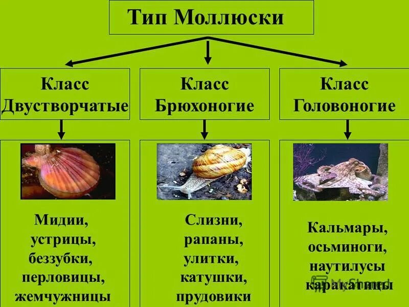 Признаки классов типа моллюски