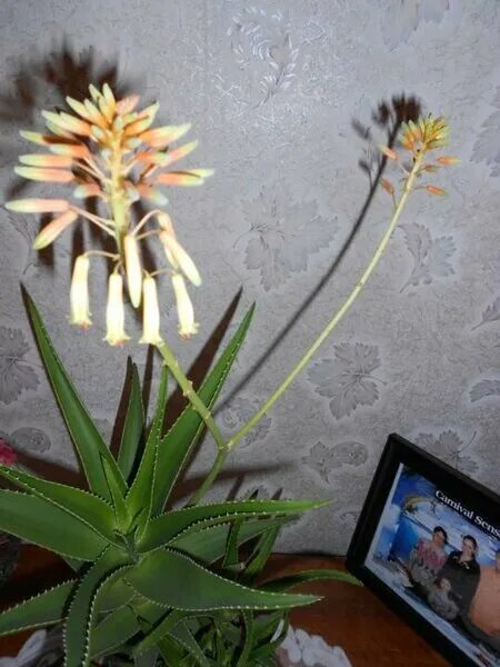 Cactus Blog - Page 31 of 213 - Cactus Jungle
