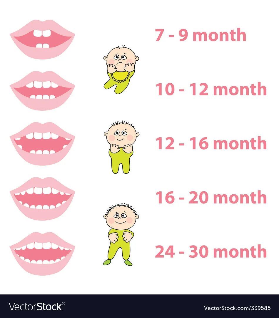 Режутся зубы 2 года. Зубы малыша схема прорезывания. Схема прорезывание зубов у детей последовательность. Прорезывание молочных зубов у детей последовательность. Молочные зубы схема прорезывания.