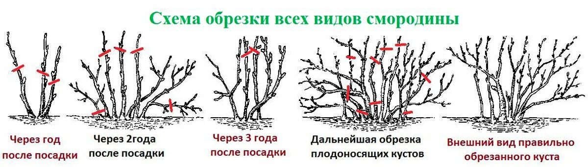 В каком месяце обрезают малину. Схема обрезки смородины осенью. Схема обрезки смородины осенью осенью. Схема обрезки малины осенью. Схема обрезки жимолости осенью.